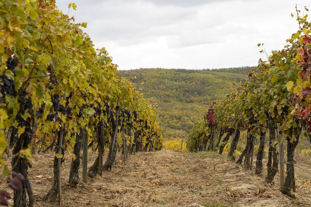Фотография автора Ирина Зайцева