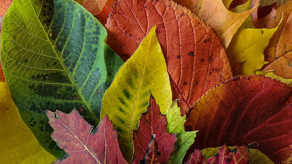 Photograph by Ahto Avi