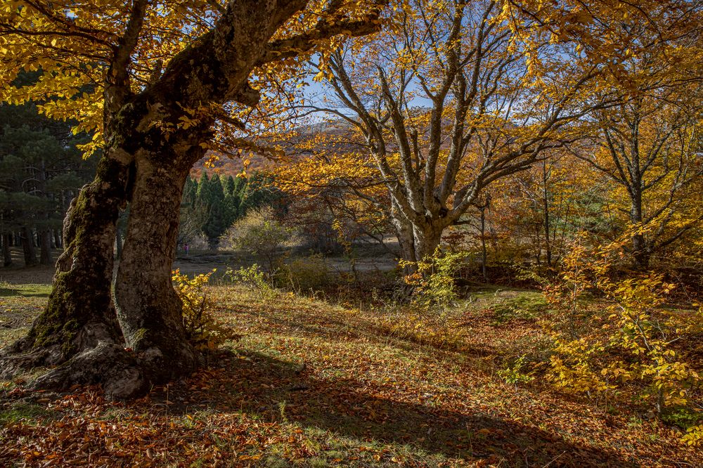 Золотая осень в Крыму