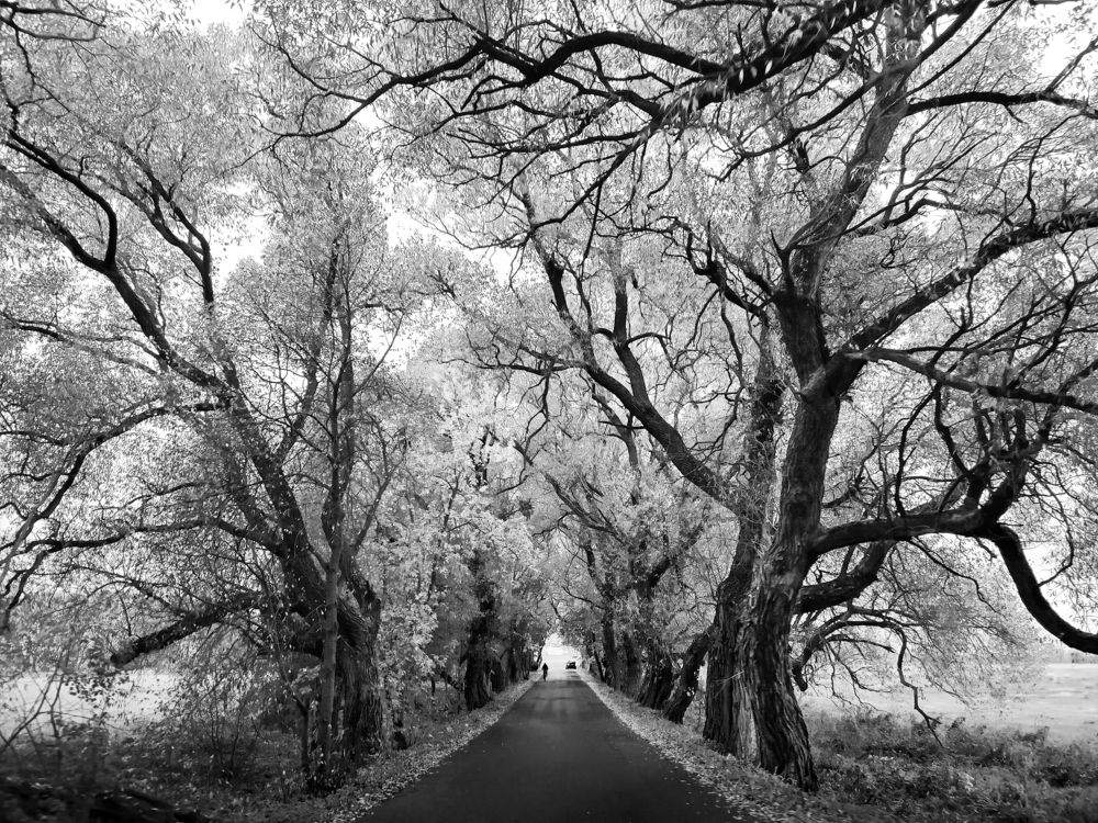 Photograph by Ольга Еженевская