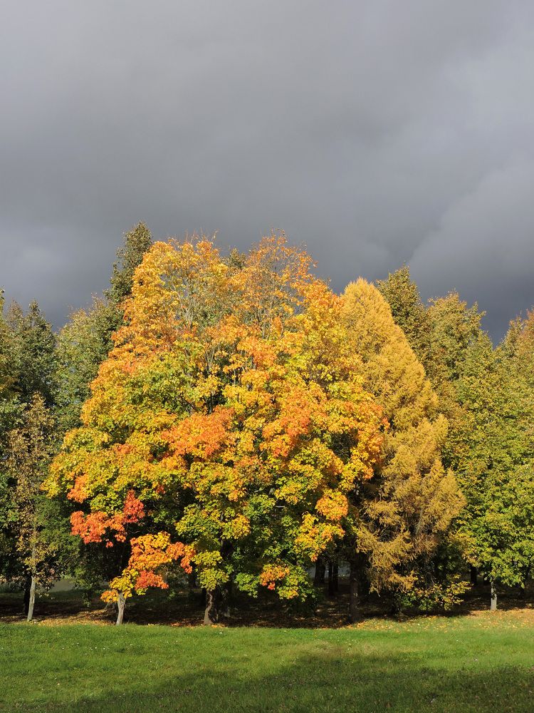 Небо цвета дождя / Sky the Color of Rain