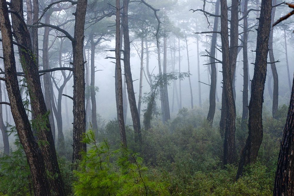 Photograph by ERDAL TURKOGLU