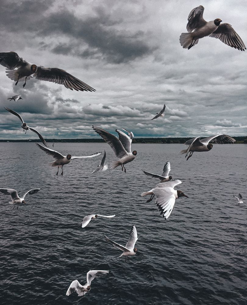 Чайки на переправе в Мышкине