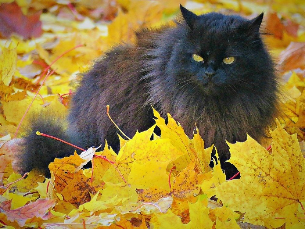 Её величество Киса. Her majesty kitty.