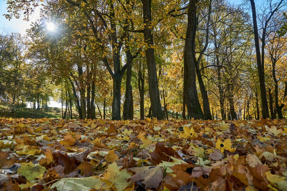 Фотография автора Igors Selivanovs