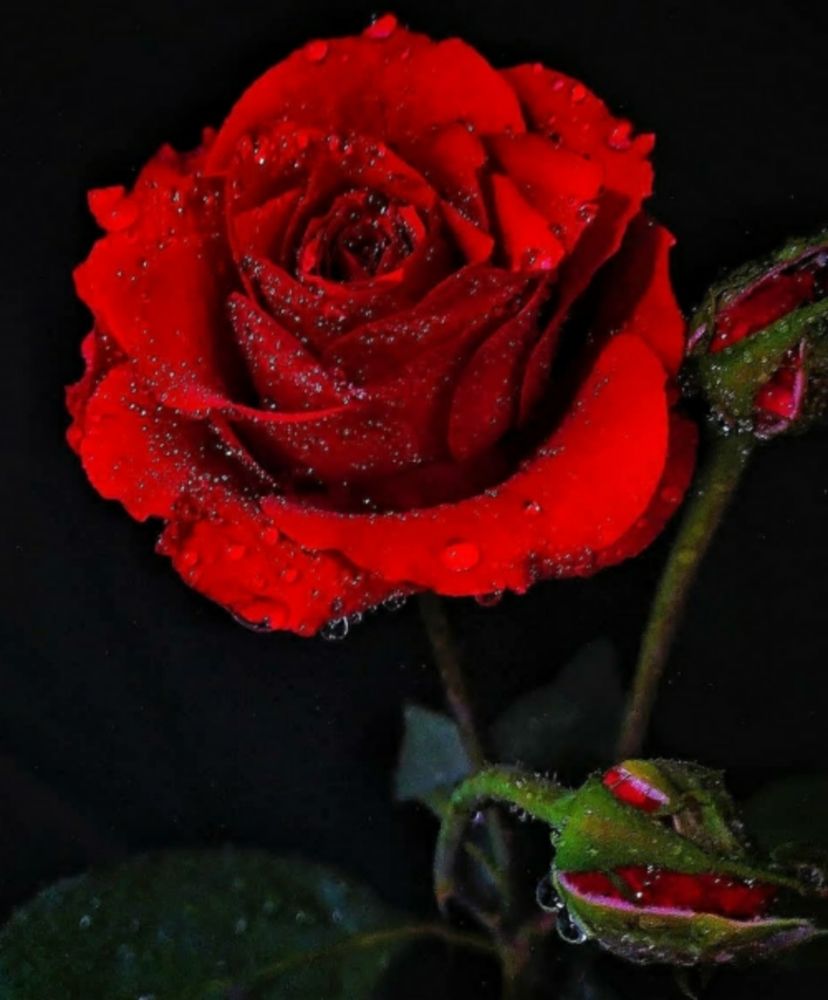Photograph by Amin Golestanipour