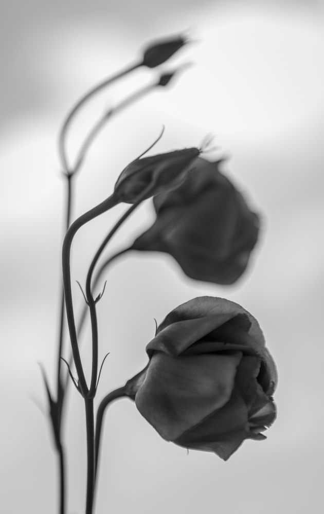 Photograph by Диана Качегина