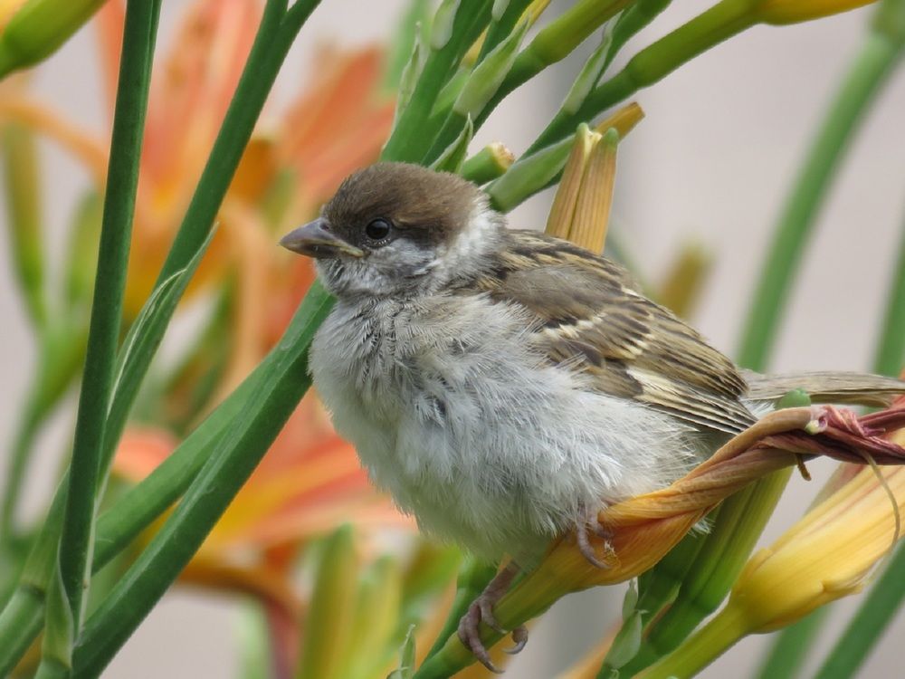 bird sparrow