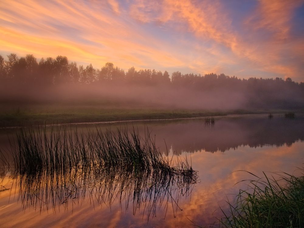 В розовом тумане