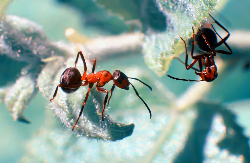 Photograph by Олег Зальвовский