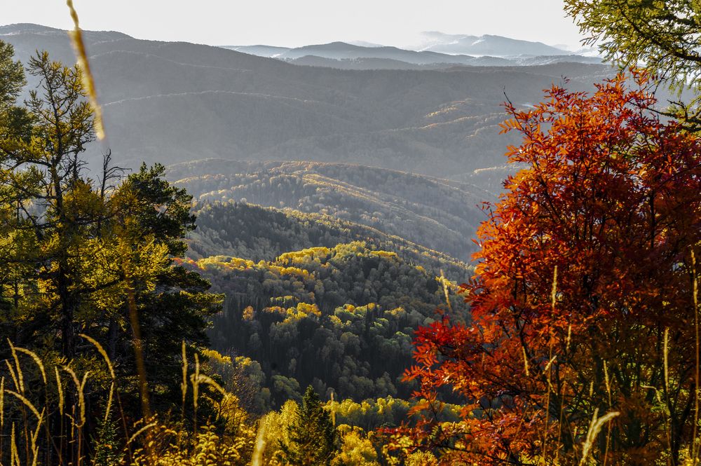 Краски осеннего утра...