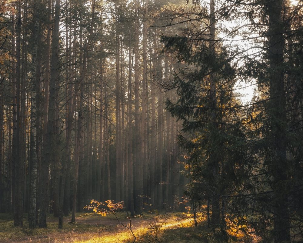 Photograph by Света Богоявленская