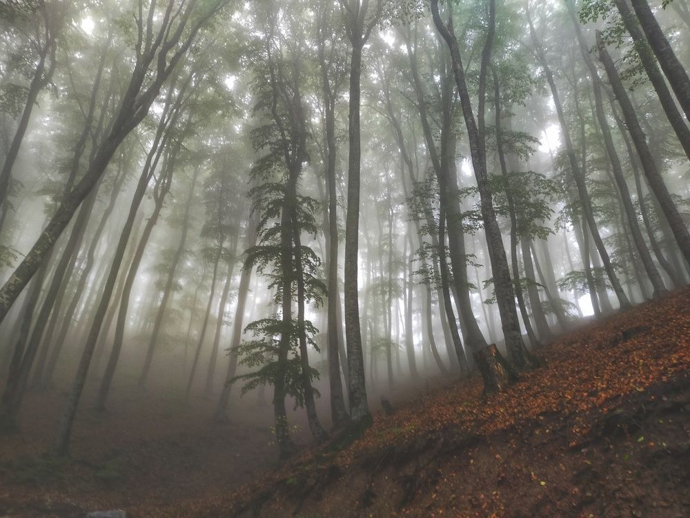 Photograph by Липатникова Наташа