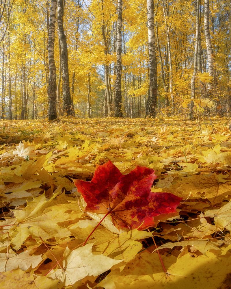 Фотография автора Мартыненко Дмитрий