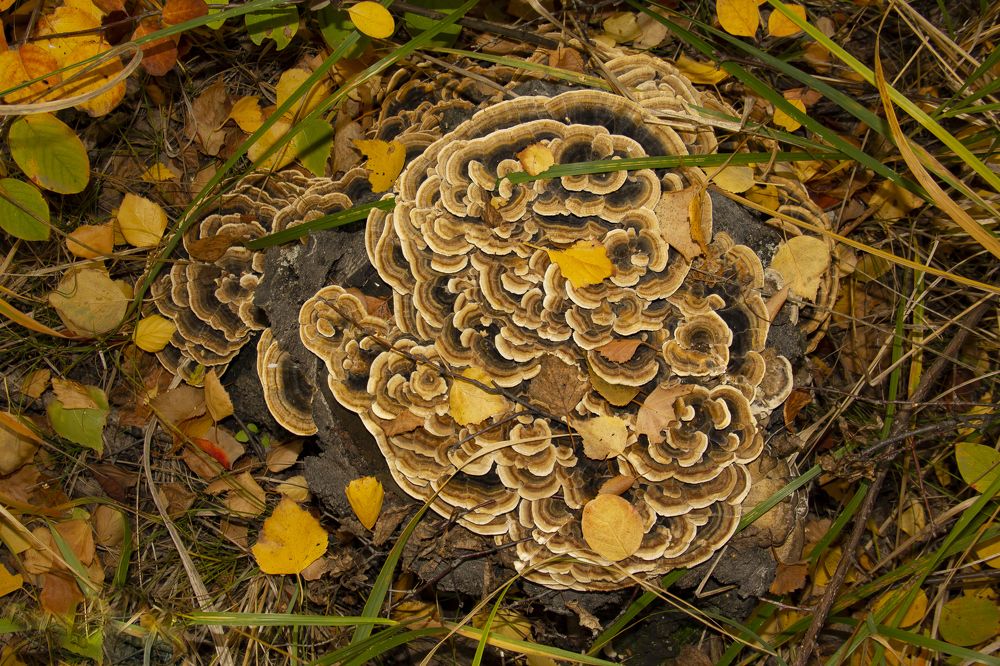 Photograph by Игорь Кутний