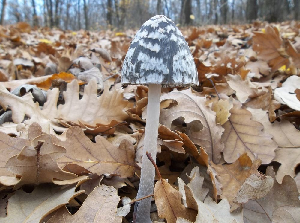 Photograph by Георги Колев