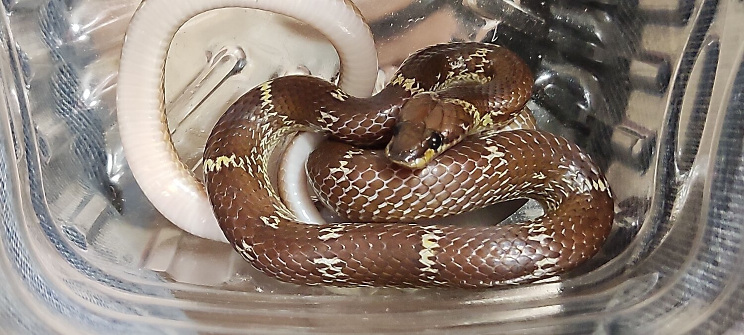 Littel snake