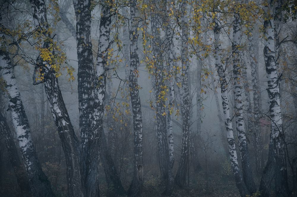 Photograph by Ольга Бурмистрова