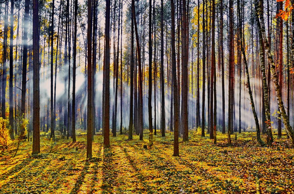 Фотография автора Алексей Ганчук