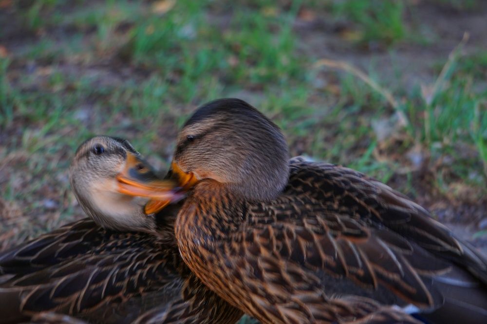 Photograph by Алфия Бугакова