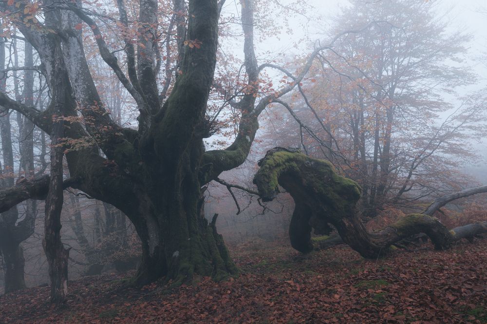 Photograph by Sergio Diaz