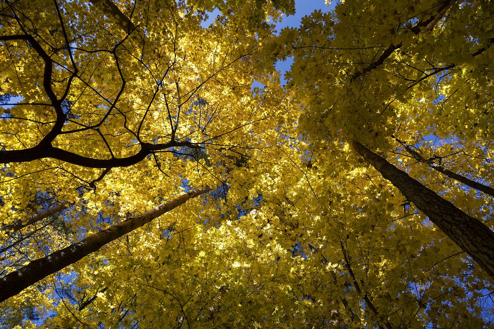 Photograph by Алексей Максимов