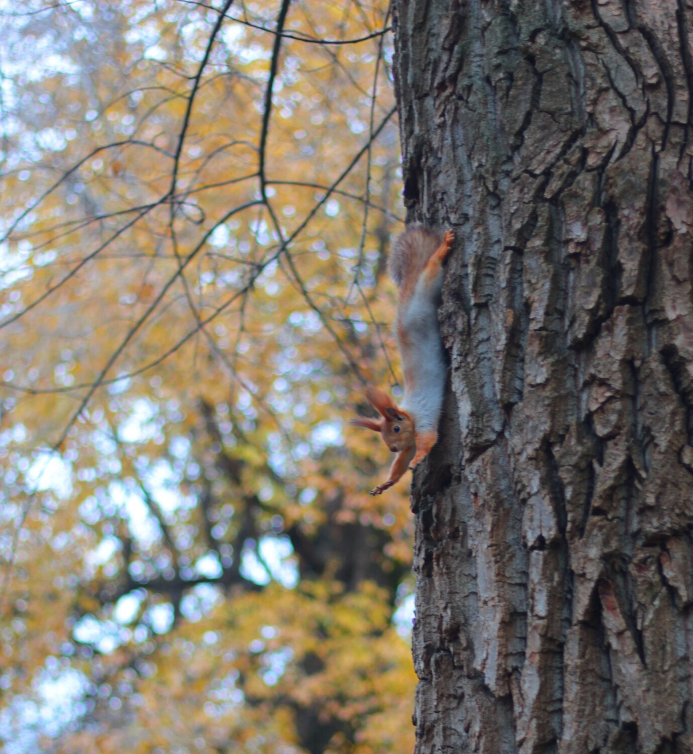 Photo #6713640