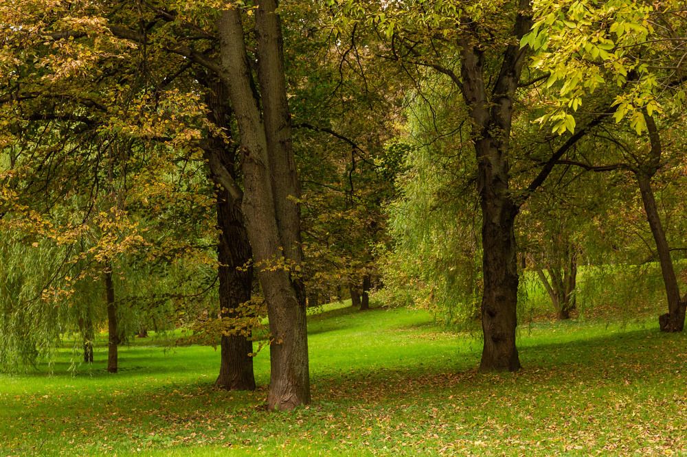 Насорила Осень желтым