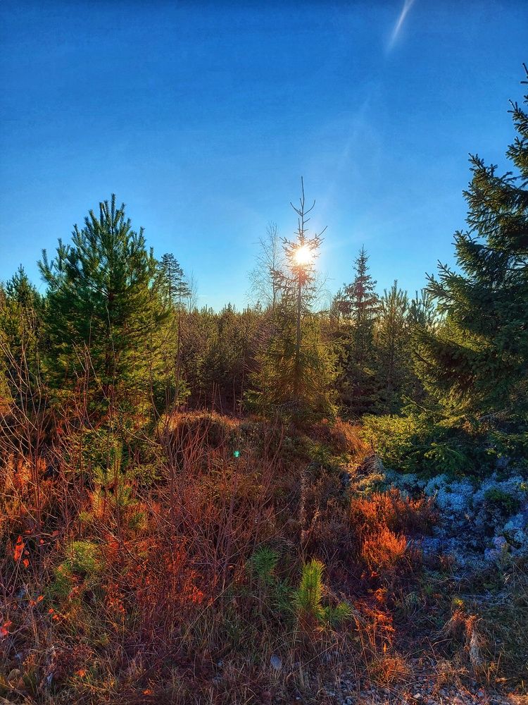 Photograph by Håkan Frisk
