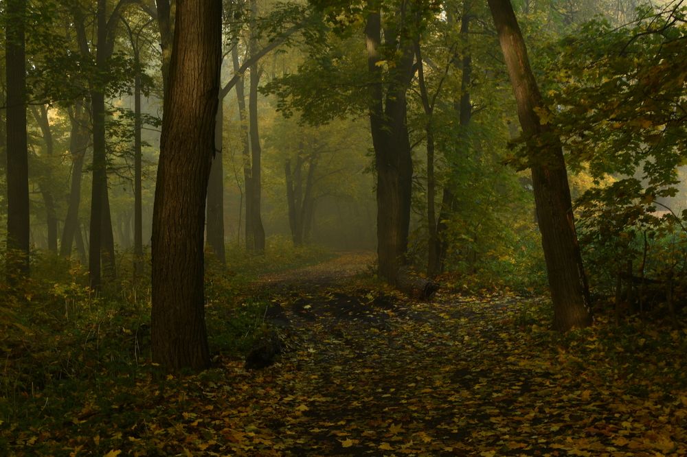 Туманное утро в сказочном лесу