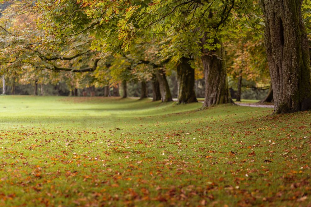Фотография автора Guzel Kolobova