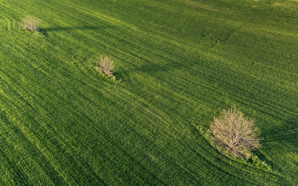 Весенняя лаконичность