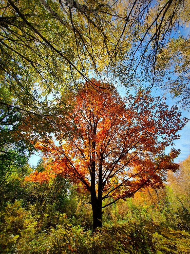 Красавица Осень!