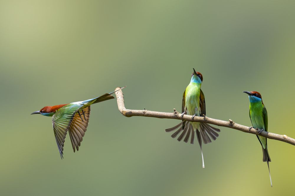 Takeoff | Landing | Sitting