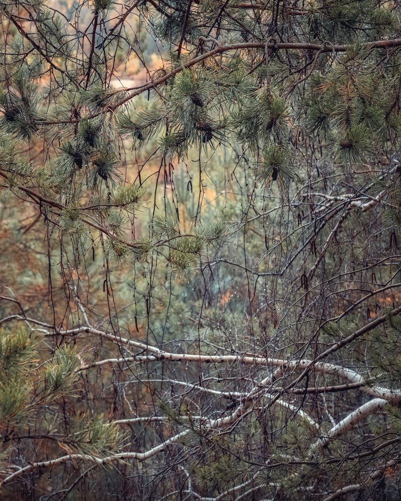 Осенний дождь