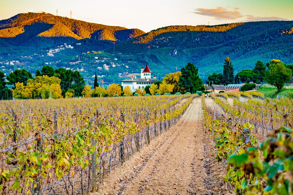 Photograph by Alejandro Suwezda