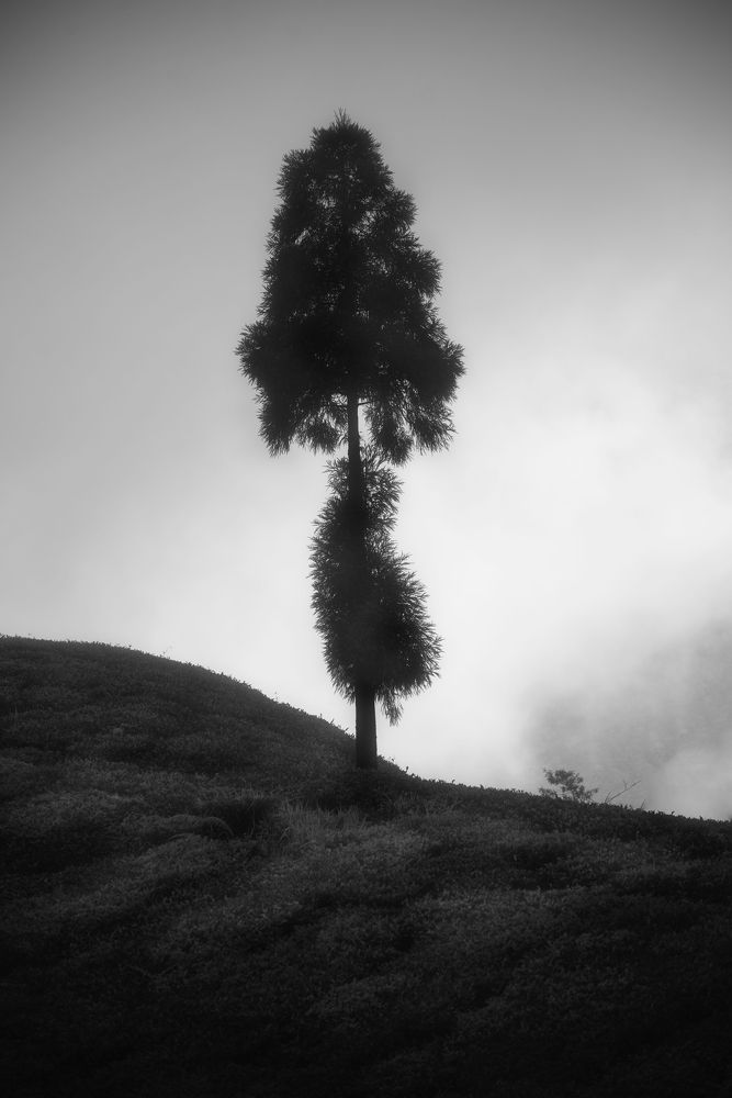 Photograph by Sayantan Basu