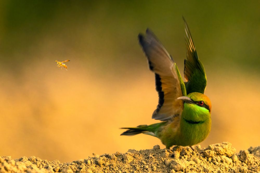 Photograph by PRIYOJIT CHOWDHURY