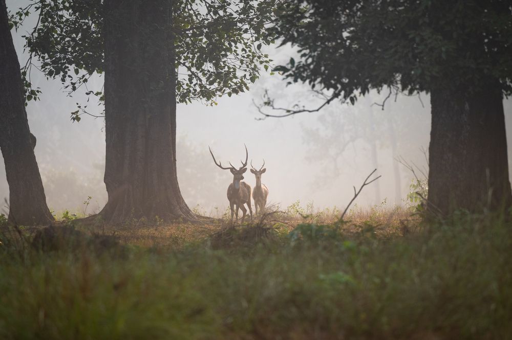 Photograph by Narayanan Iyer