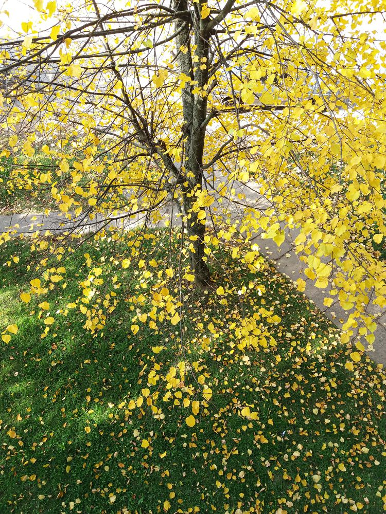 Фотография автора Оля Алехнович