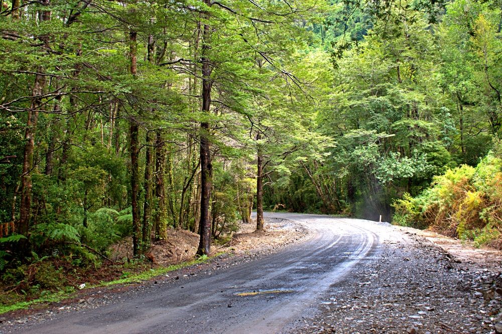 Siempre verde (Ever green)