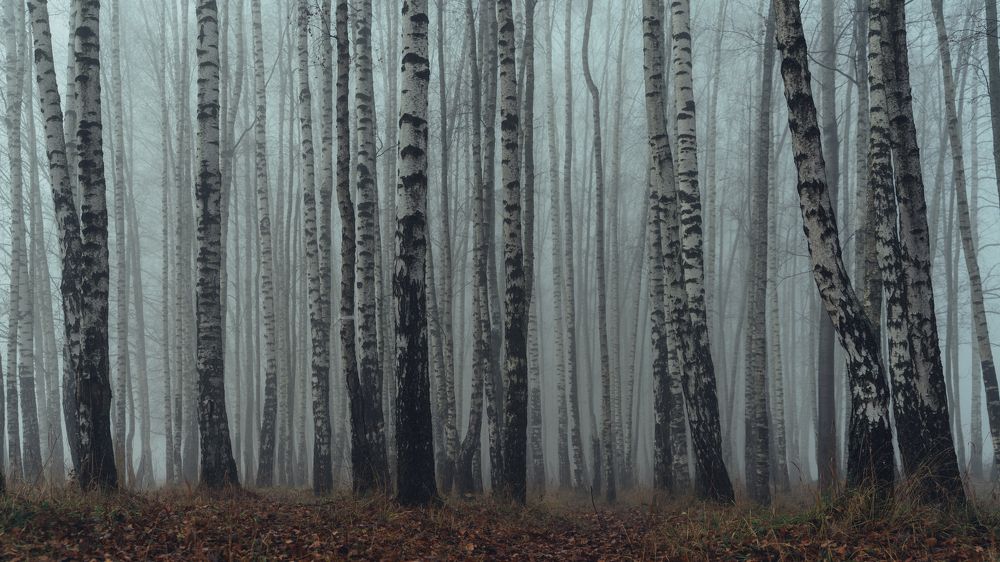 Фотография автора Илья Матвеев