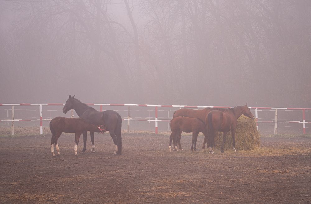 Photograph by наталья залогина