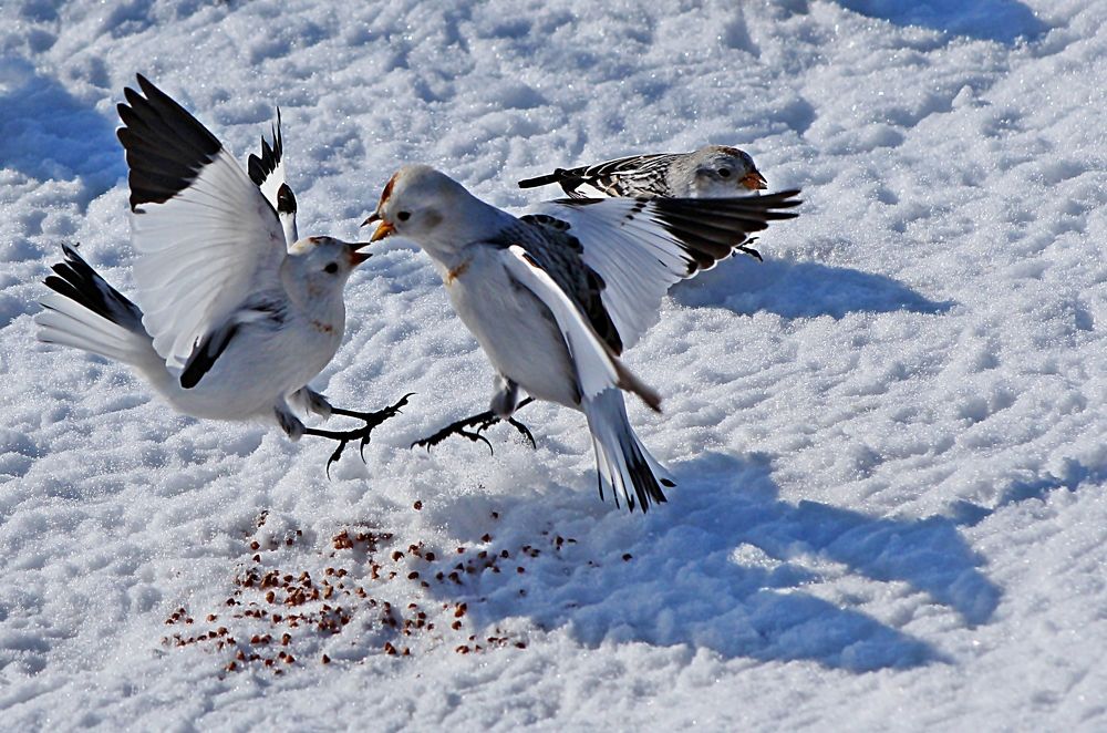 Photograph by Александр Велигура