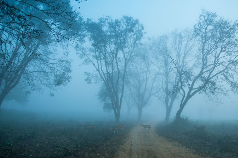 Photograph by Dipanjan Pal