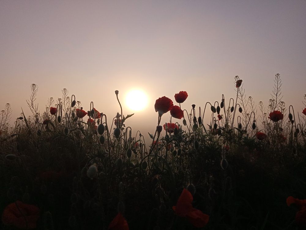 Photo #6715859