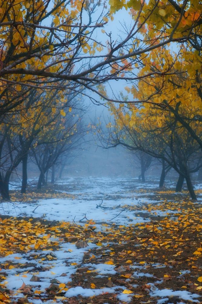 autumn and fog