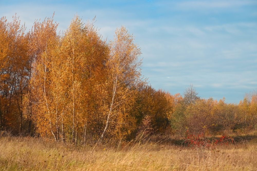 Золотая осень.