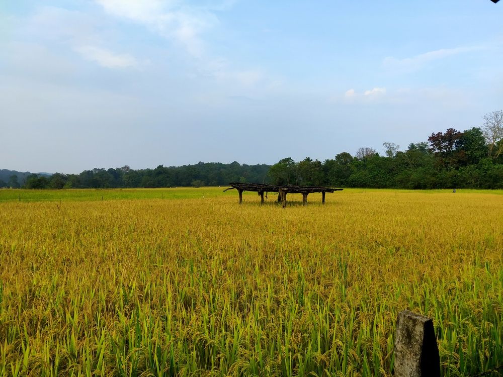 Random grasslands at Dandeli