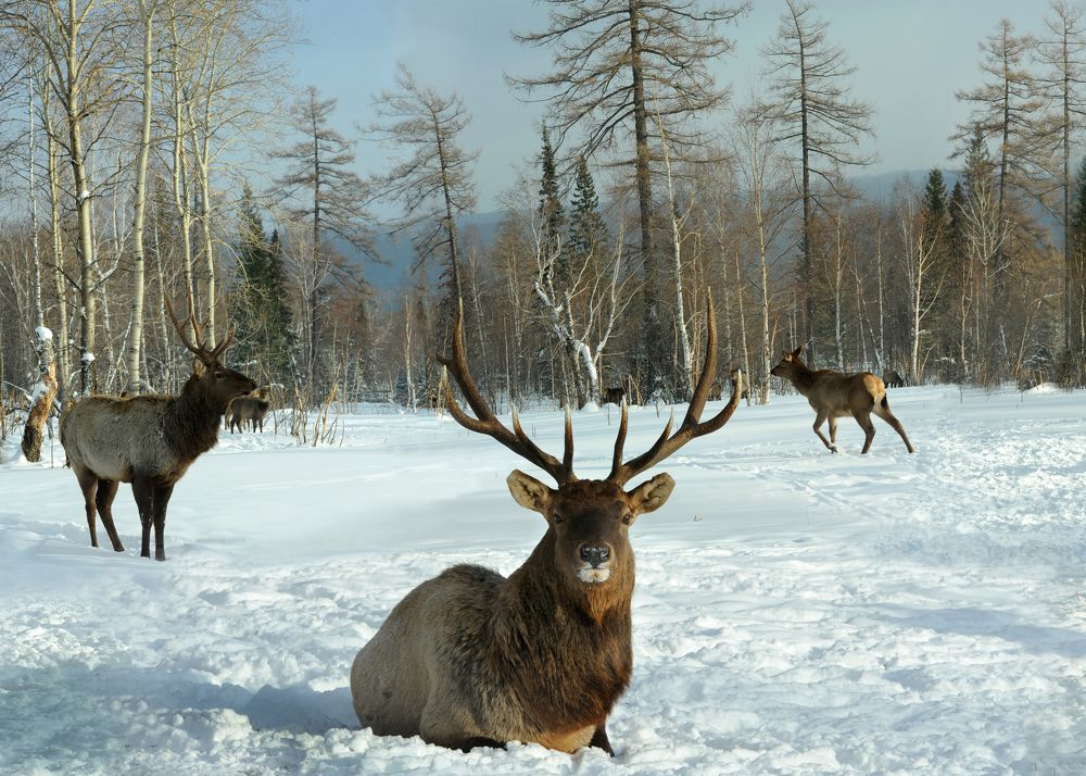 Photograph by Ерёмин Александр